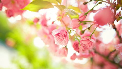 Pink spring flowers HD Wallpaper
