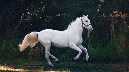 Playful white horse HD Wallpaper