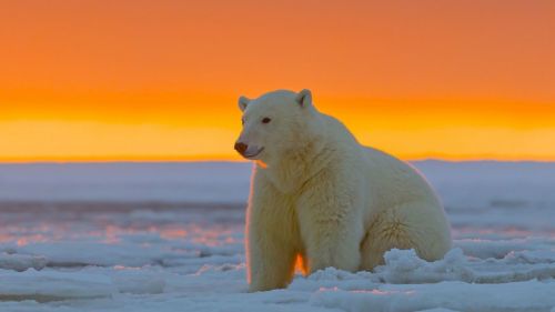 Polar bear at Alaska HD Wallpaper