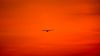 Predator flying during sunset HD Wallpaper