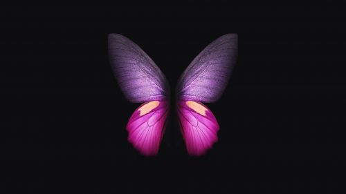 Pretty butterfly HD Wallpaper