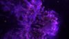 Purple clot HD Wallpaper