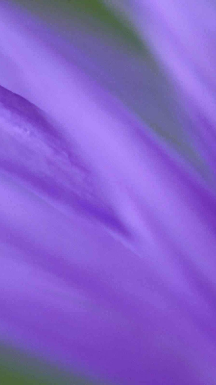Purple flower HD Wallpaper
