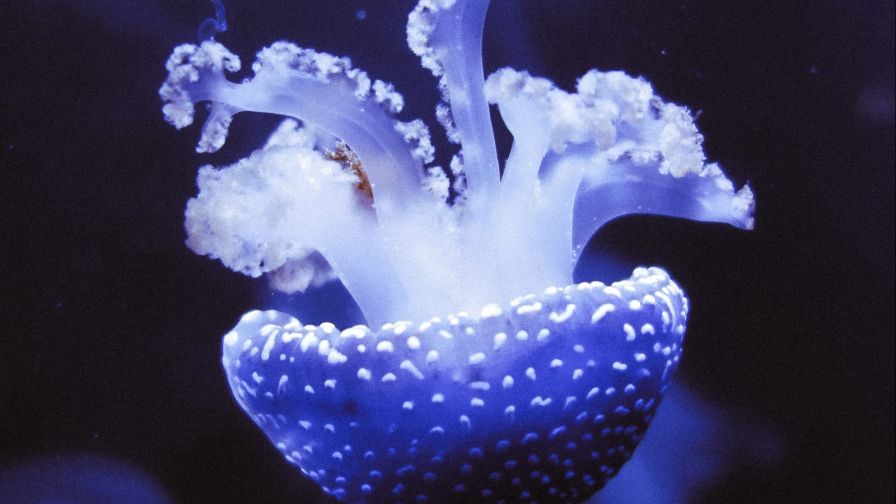 Purple tentacles of jellyfish HD Wallpaper
