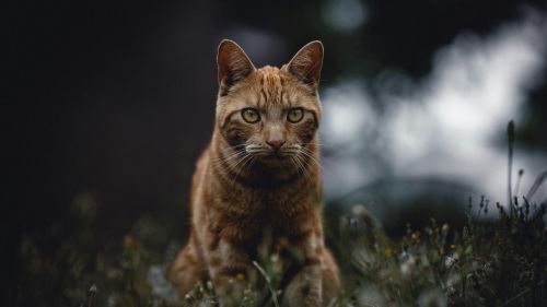 Red cat standing at the grass HD Wallpaper