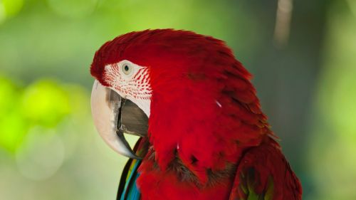 Red colored parrot HD Wallpaper