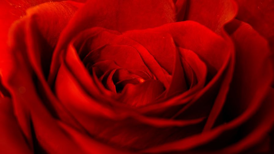 Red rose close up HD Wallpaper