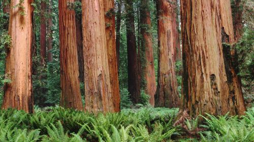 Redwood Forest HD Wallpaper