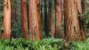 Redwood Forest HD Wallpaper