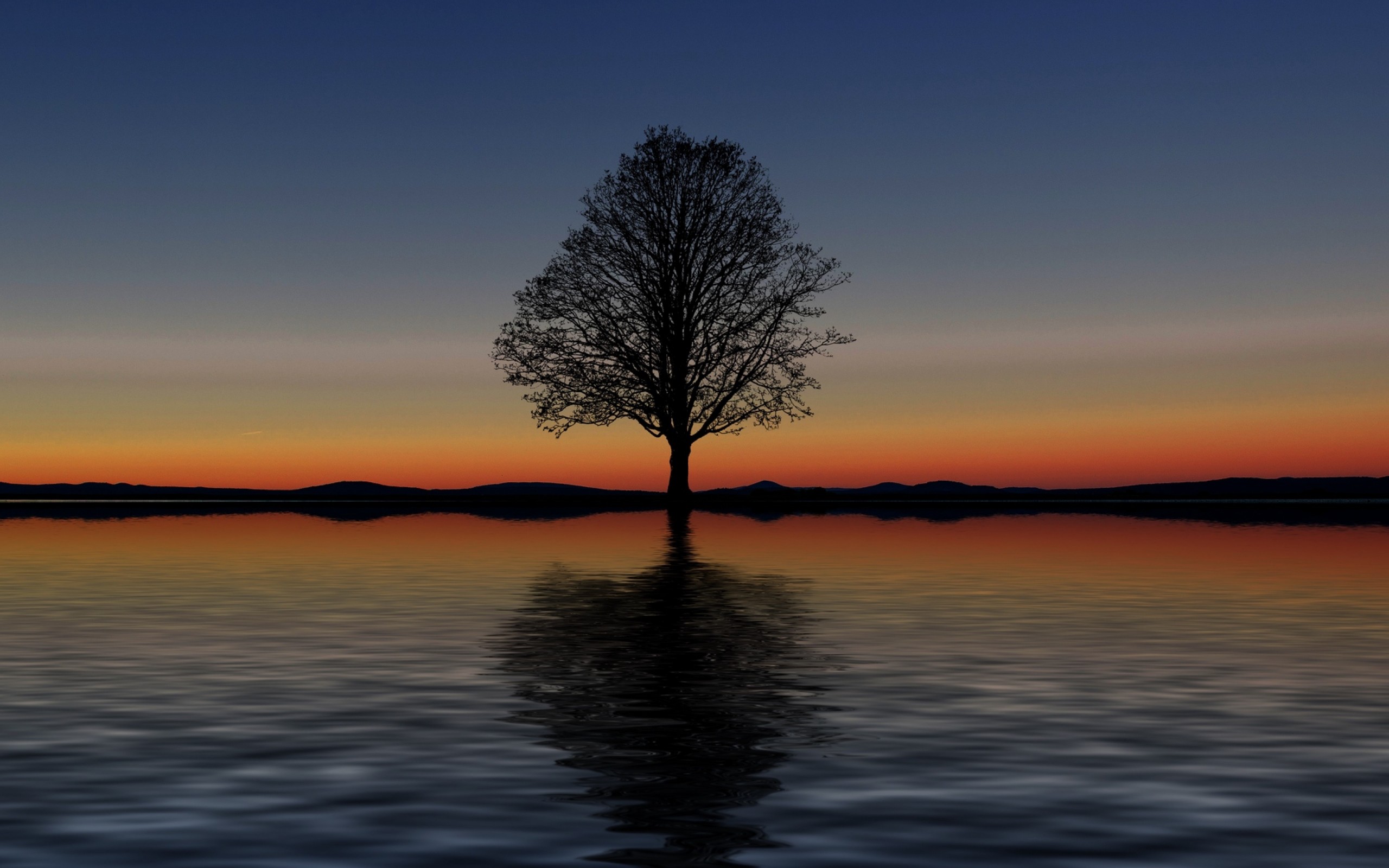 Reflection of a tree HD Wallpaper