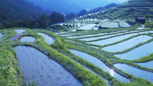 Rice Field Terraces in Japan HD Wallpaper