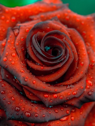 Rose covered in rain drops HD Wallpaper
