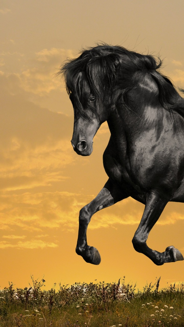 Running Black Horse Hd Wallpaper for Desktop and Mobiles 720x1280 - HD