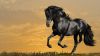 Running Black Horse Hd Wallpaper for Desktop and Mobiles