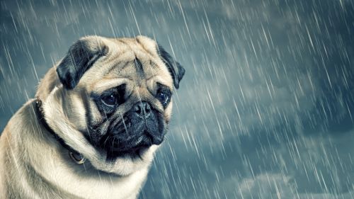 Sad Pug in the Rain HD Wallpaper