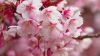 Sakura flower HD Wallpaper