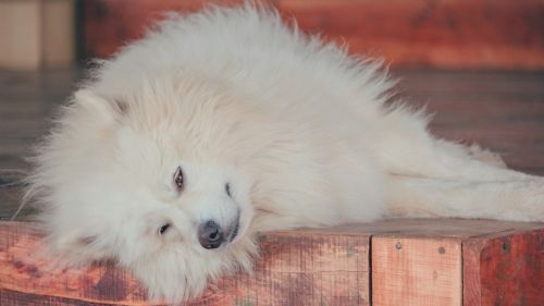 Samoyed Dog resting HD Wallpaper