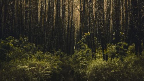 Scary forest full of trees HD Wallpaper