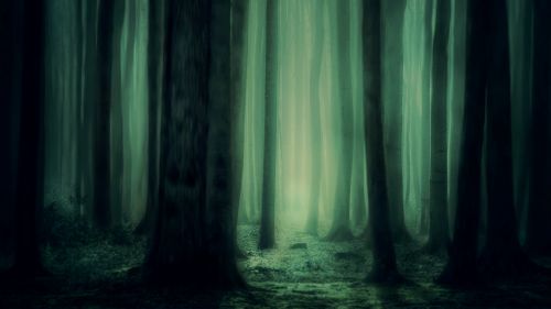Scary forest image HD Wallpaper