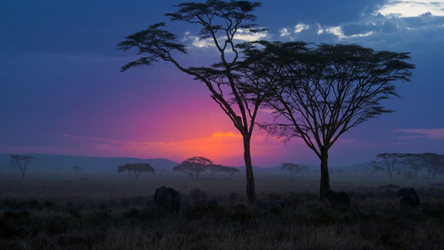 Serengeti sunset HD Wallpaper