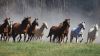 Seven Running Horses HD Wallpaper