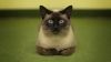 Siamese cat HD Wallpaper