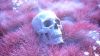 Skeleton skull on a pink grass HD Wallpaper