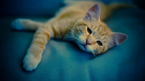 Sleepy kitten HD Wallpaper