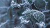 Snow over a branch HD Wallpaper