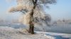 Snowy tree HD Wallpaper