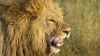 South African Lion Hd Wallpaper for Desktop and Mobiles