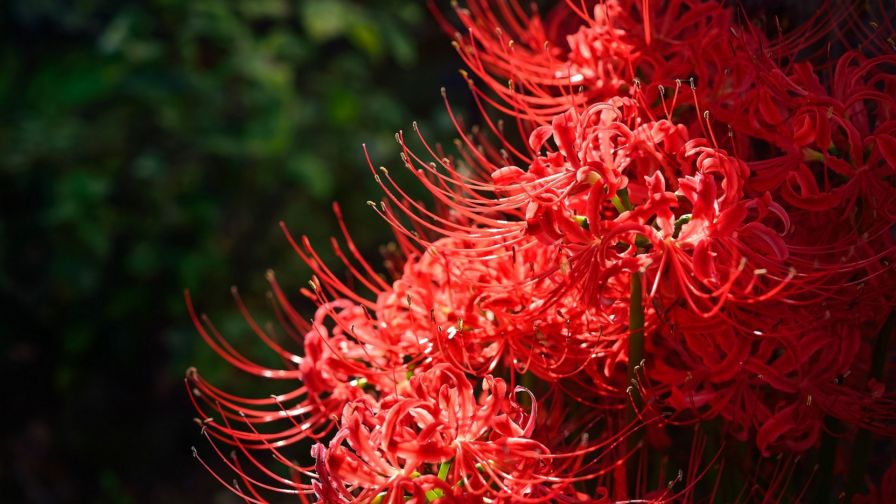 Spider Lily HD Wallpaper
