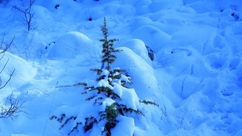 Spruce covered in snow HD Wallpaper