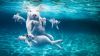 The Swimming Pigs HD Wallpaper
