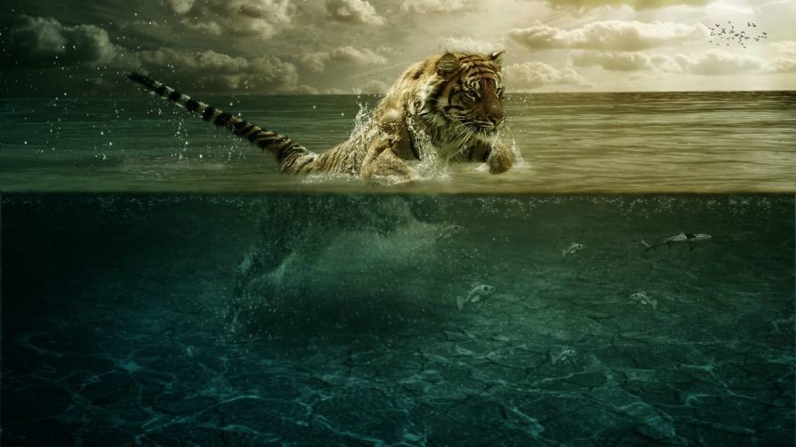 Tiger leap in the water HD Wallpaper available in different dimensions