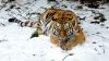 Tiger lying at the snow HD Wallpaper