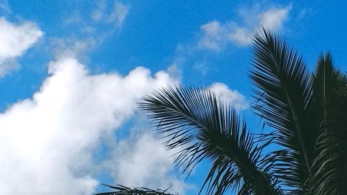 Tropical trees under the clouds HD Wallpaper