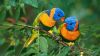 Two Parrots Wallpaper for Desktop and Mobiles
