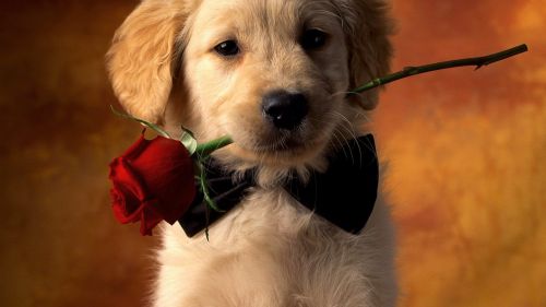 Valentine dog with red rose HD Wallpaper