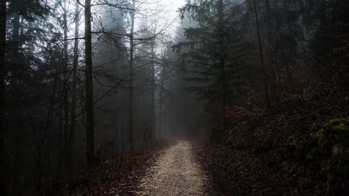 Walk on the forest HD Wallpaper