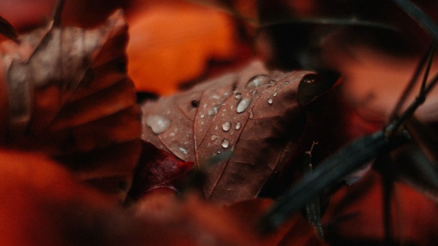 Water drops on a leaf HD Wallpaper