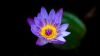 Water lilly HD Wallpaper