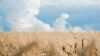 Wheat Cereal Field HD Wallpaper