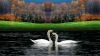 White Beautiful Swans Playing In Water Wallpaper for Desktop and Mobiles