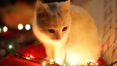 White Cat Besides Christmas Lights HD Wallpaper