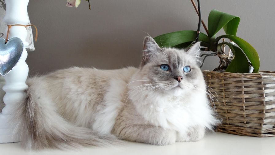 White fluffy cat lying down HD Wallpaper