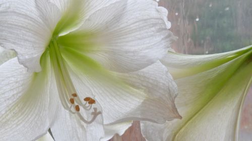 White Lily Flower HD Wallpaper