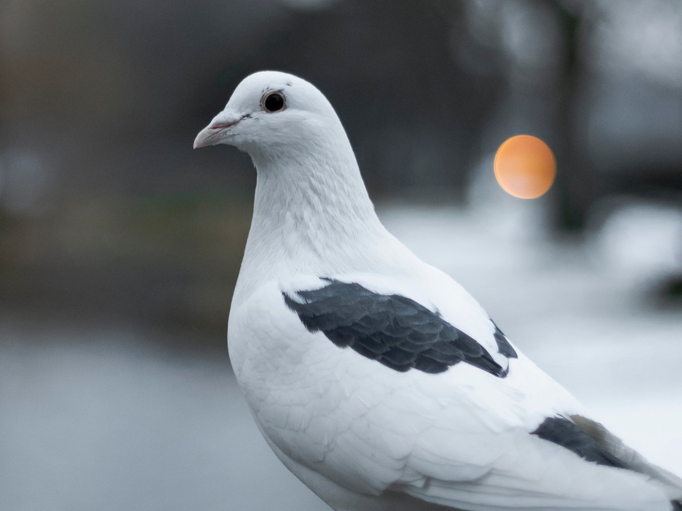 White pigeon HD Wallpaper