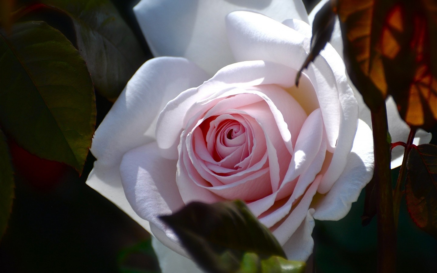 White Rose HD Wallpaper