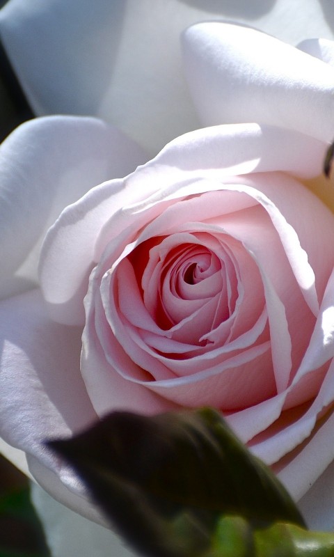 White Rose HD Wallpaper